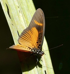 Pseudacraea