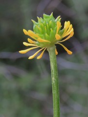 Ranunculus multifidus