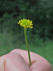 Ranunculus multifidus