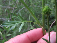 Ranunculus multifidus