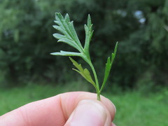 Ranunculus multifidus