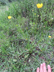 Ranunculus multifidus