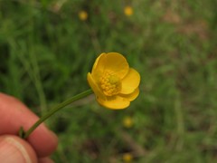 Ranunculus multifidus
