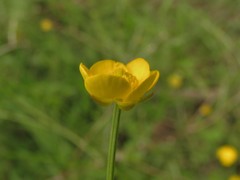 Ranunculus multifidus