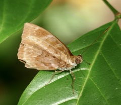Euriphene ampedusa