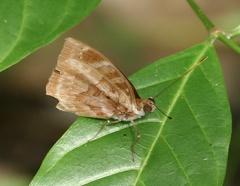 Euriphene ampedusa