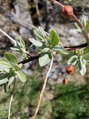 Elaeagnus angustifolia