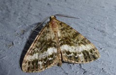 Pseudocoremia lactiflua