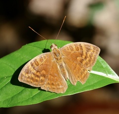 Euriphene ampedusa