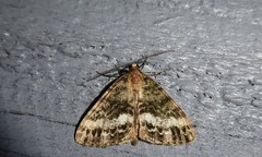 Pseudocoremia lactiflua