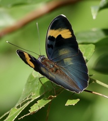 Euphaedra medon medon