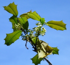 Ilex opaca image