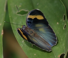 Euphaedra medon medon