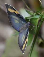 Euphaedra medon medon