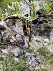 Elaeagnus angustifolia
