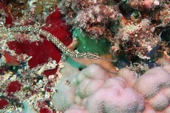 Corythoichthys ocellatus