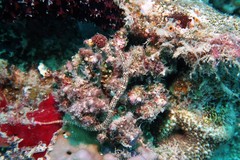 Corythoichthys ocellatus