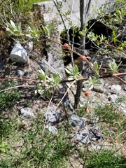 Elaeagnus angustifolia