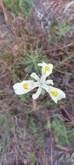 Moraea angusta