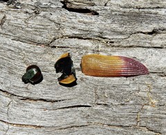 Temognatha variabilis