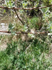 Elaeagnus angustifolia