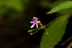 Impatiens goughii