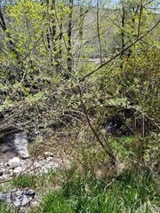 Elaeagnus angustifolia