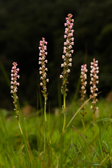 Satyrium nepalense nepalense