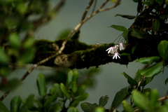 Dendrobium anamalayanum