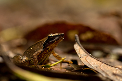 Cold Stream Dancing Frog photo 1