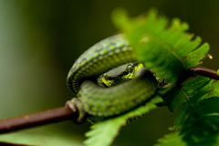 Craspedocephalus macrolepis