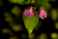 Impatiens viscosa