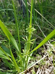 Galium