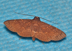 Antiblemma concinnula