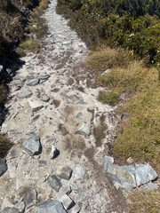 Archipetalia auriculata