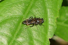 Clitellaria ignifera