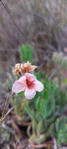Limestone Healthbush (Lobostemon lucidus)