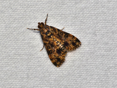 Blepharomastix schistisemalis
