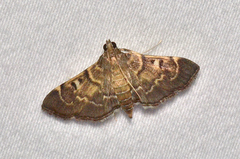 Cryptobotys zoilusalis