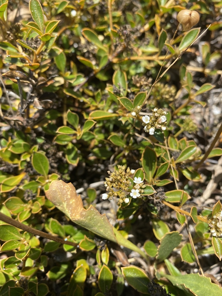 Spoon-leaf Logania