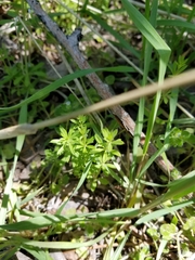 Galium