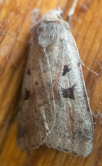 Diarsia esurialis