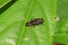 Clitellaria ignifera