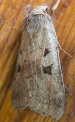 Diarsia esurialis