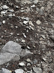 Archipetalia auriculata