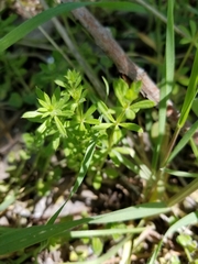 Galium