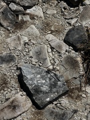 Archipetalia auriculata