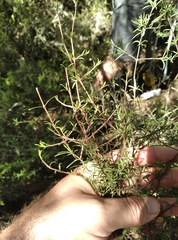 Coprosma intertexta