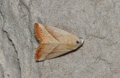 Eublemma recta