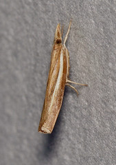 Fissicrambus profanellus